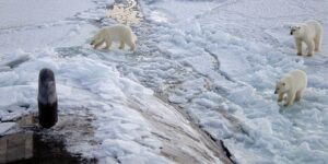 북극곰은 해빙 의존 종으로, 기온 상승으로 북극 해빙이 녹으면서 서식지가 사라지고 있습니다. 이로 인해 사냥이 어려워지고, 새끼를 기르기 위한 안전한 공간도 줄어들고 있습니다. 뿐만아니하 먹이 부족과 서식지 파괴로 인해 개체 수가 급격히 감소하고 있습니다. 현재 북극곰은 멸종 위기종으로 분류되어 있습니다.